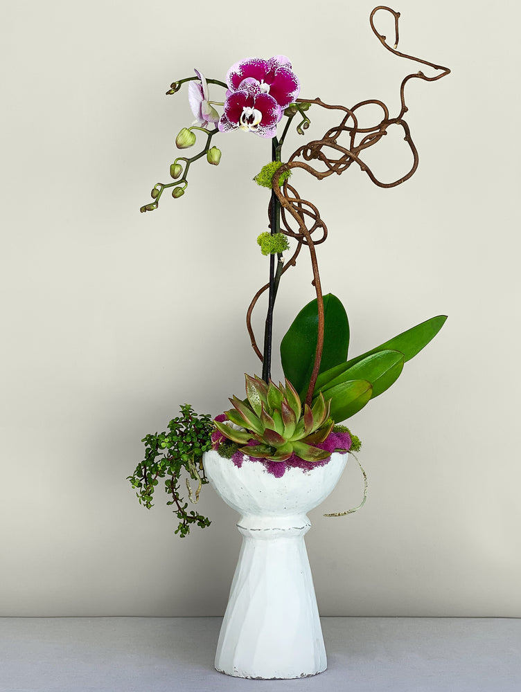 
                  
                    Load image into Gallery viewer, MADAME FUCHSIA
                  
                